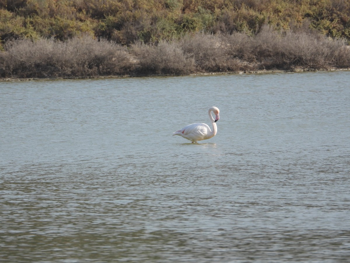 Greater Flamingo - ML646734187