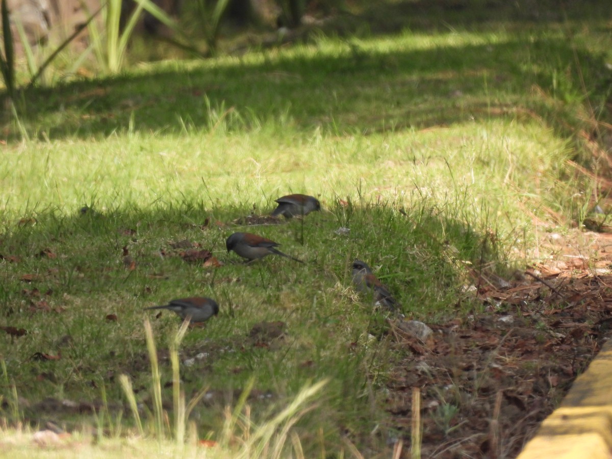 Yellow-eyed Junco - ML646734188