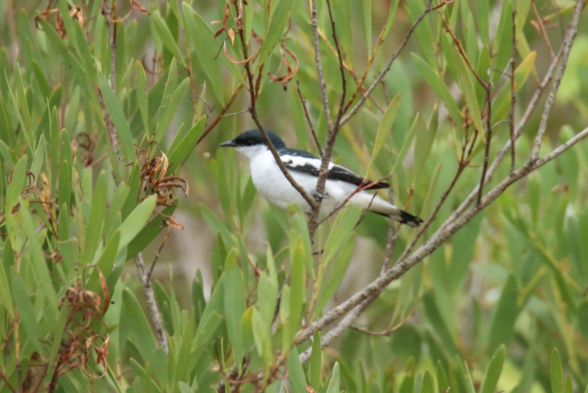 White-winged Triller - ML646734189