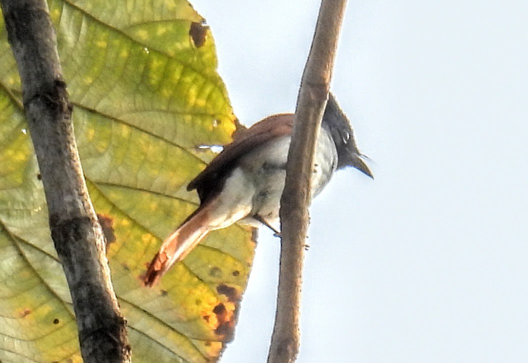Indian Paradise-Flycatcher - ML646734190