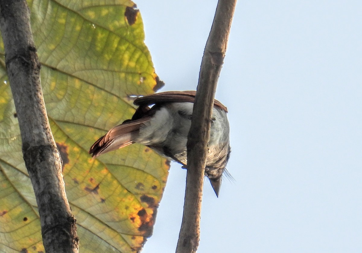 Indian Paradise-Flycatcher - ML646734191