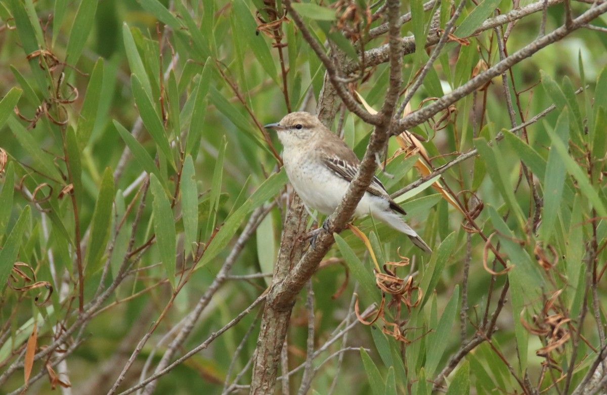 White-winged Triller - ML646734192
