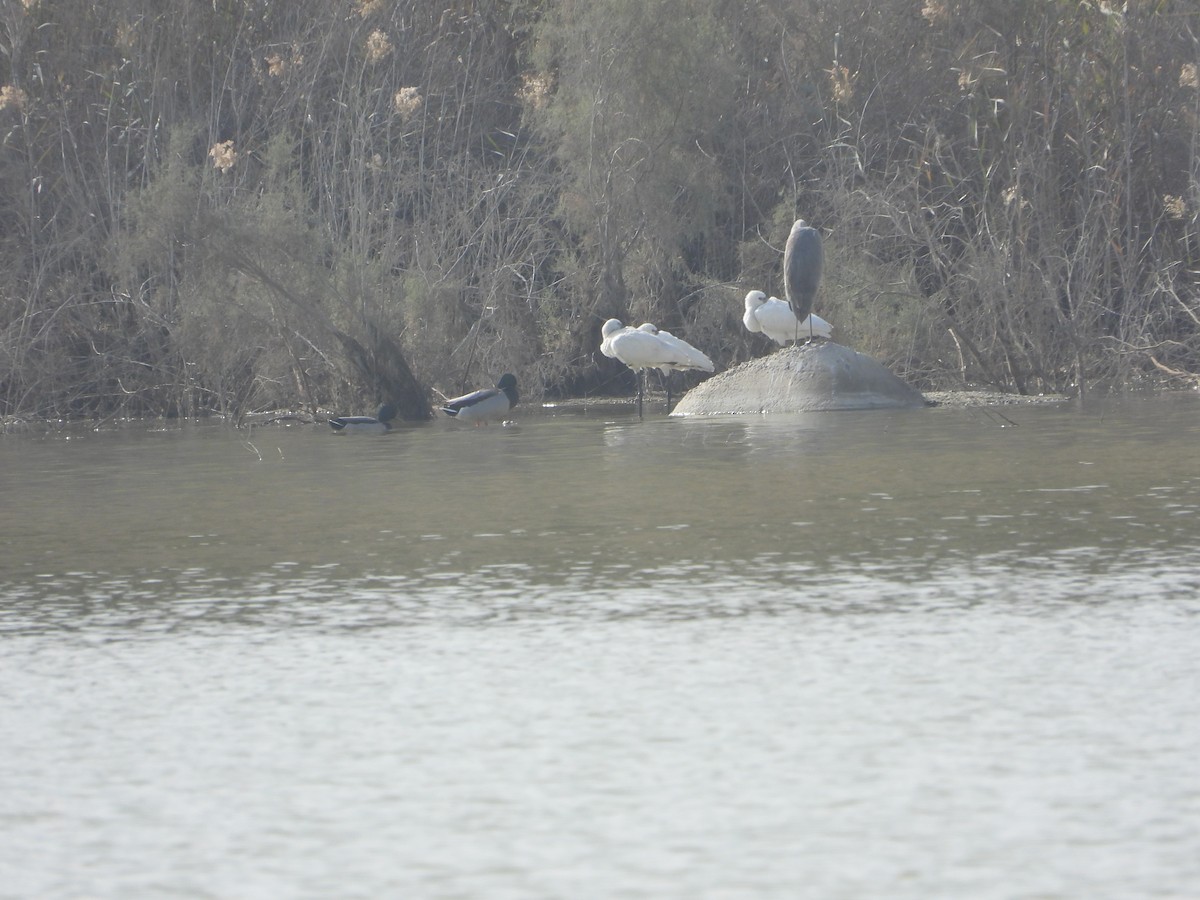 Eurasian Spoonbill - ML646734193