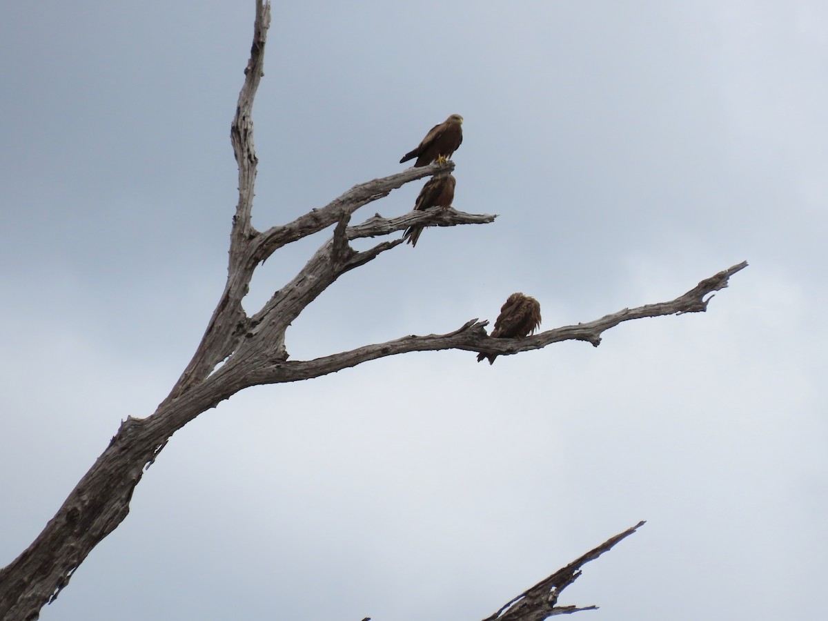 Miru beltza - ML646734194