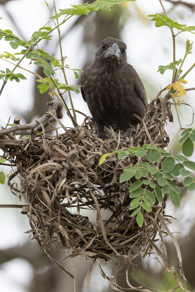 White-billed Buffalo-Weaver - ML646734196