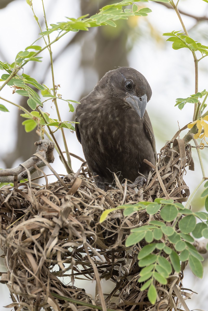 White-billed Buffalo-Weaver - ML646734197