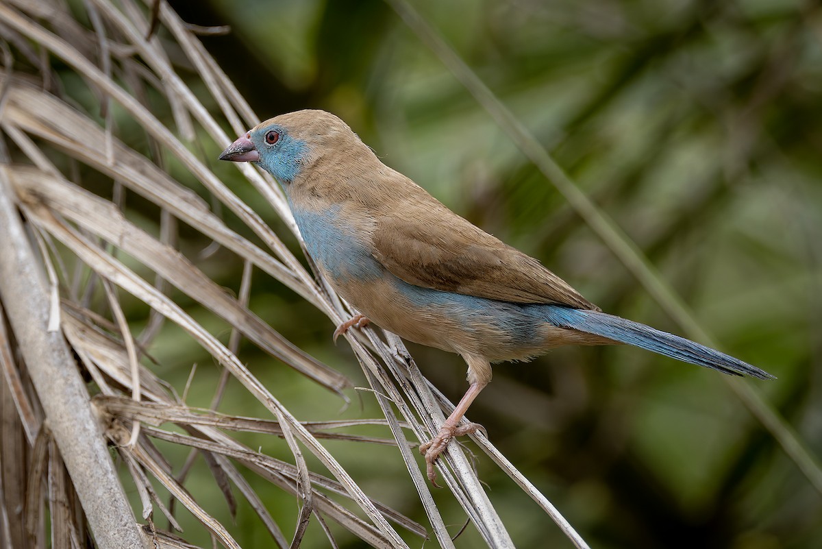 Red-cheeked Cordonbleu - ML646734201