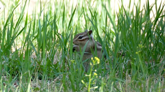 Siberian Chipmunk - ML646734202