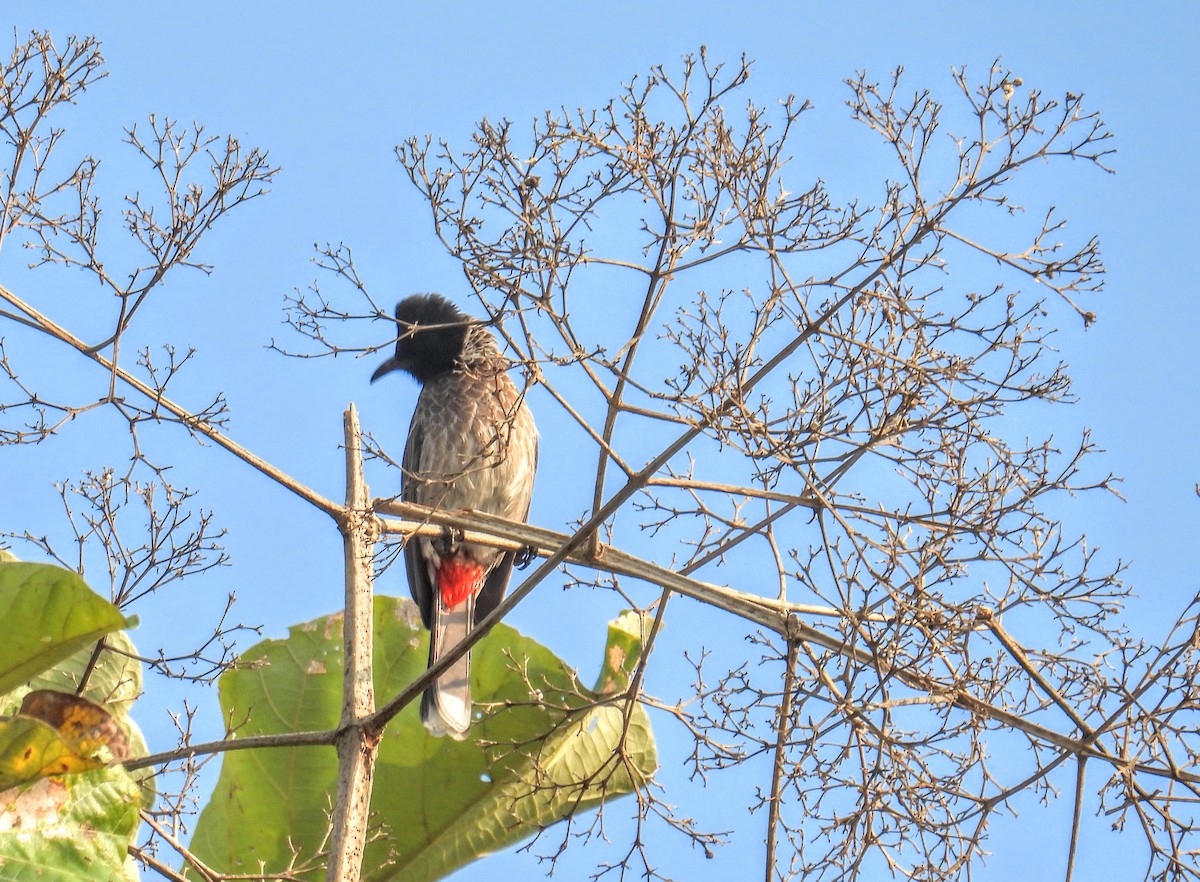 Bulbul ipurgorria - ML646734203