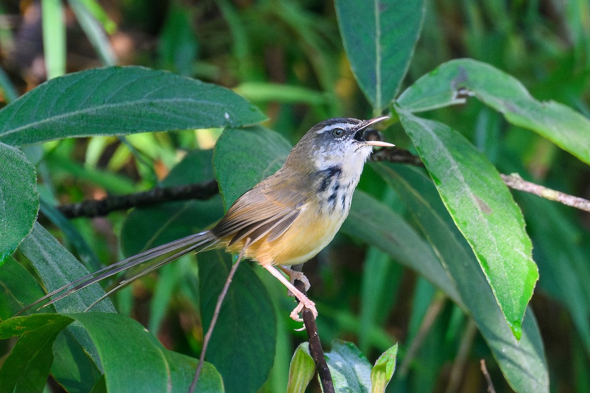 Hill Prinia - ML646734205