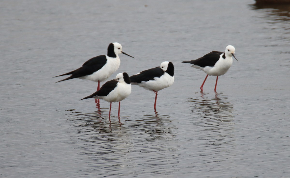 Zankaluze pintoa - ML646734207