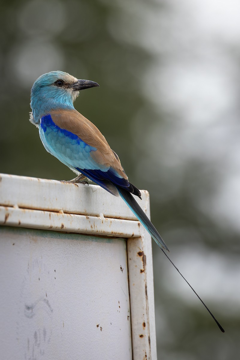 Karraka abisiniarra - ML646734208