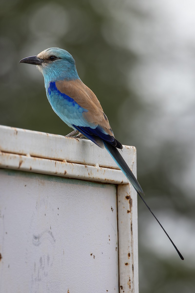 Karraka abisiniarra - ML646734209