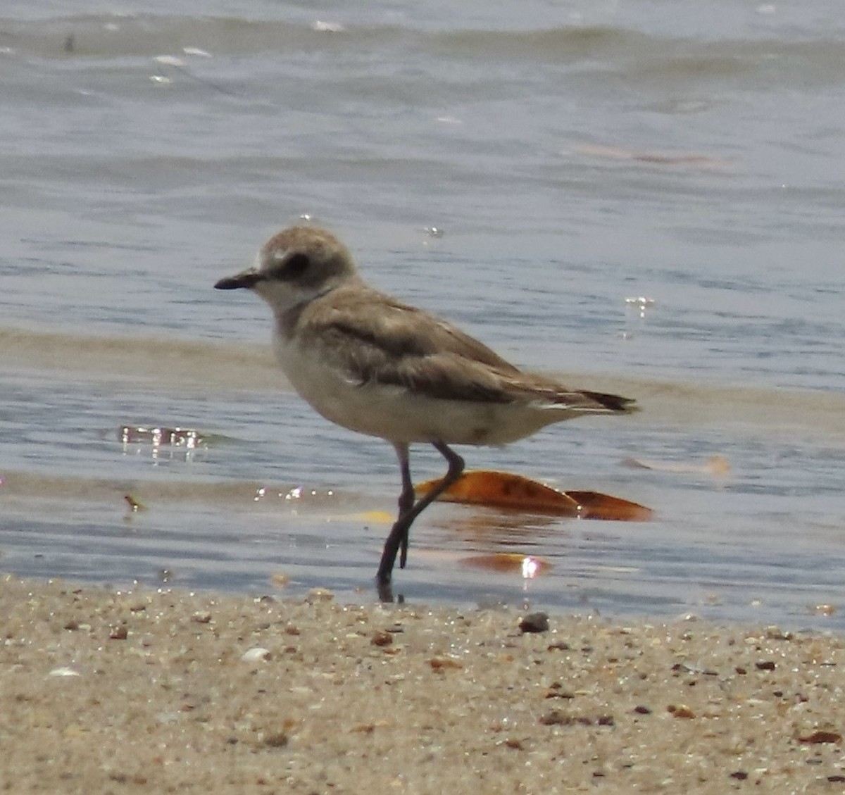 Txirritxo mongoliarra - ML646734210