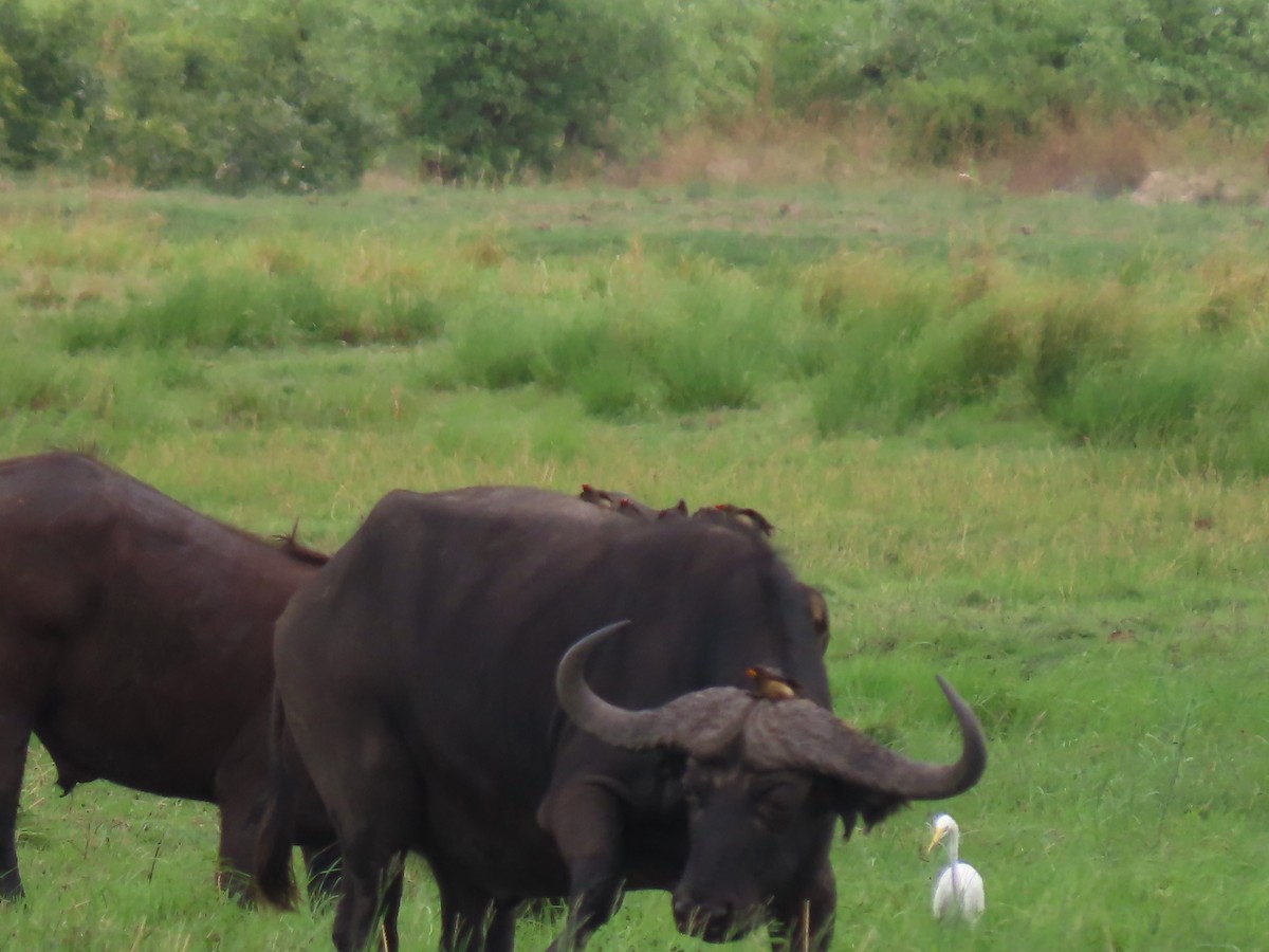 Yellow-billed Oxpecker - ML646734215