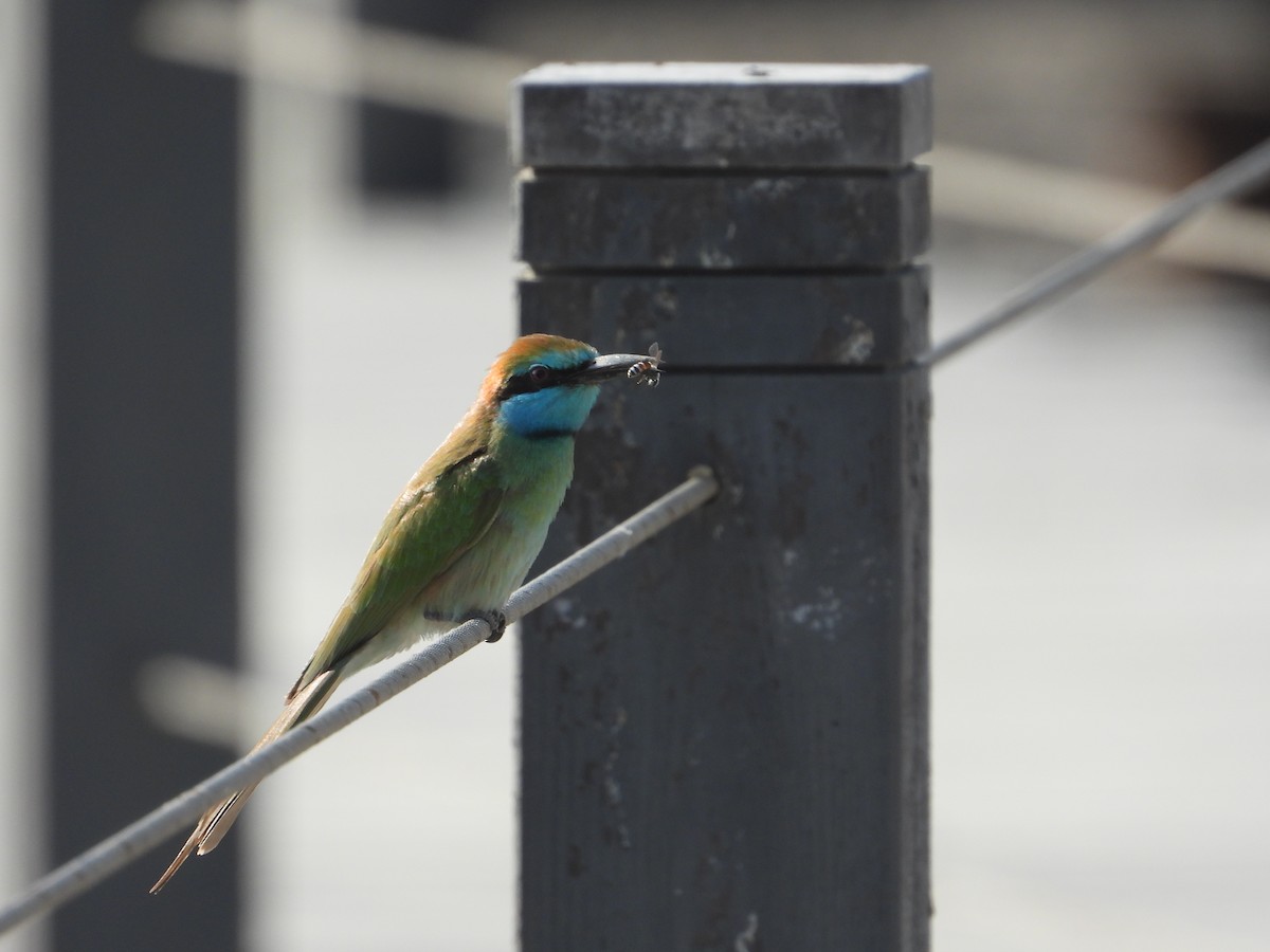 safirbieter - ML646734217