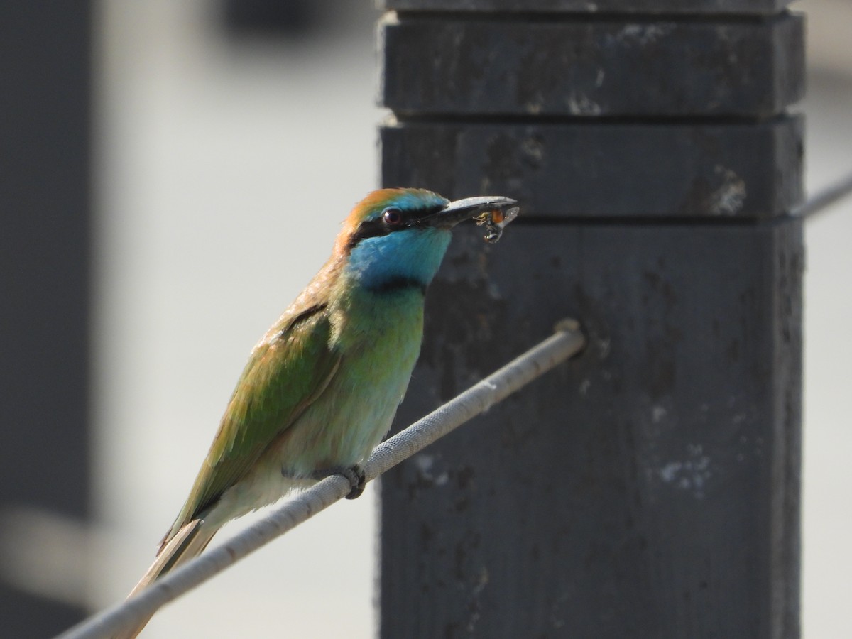 safirbieter - ML646734218