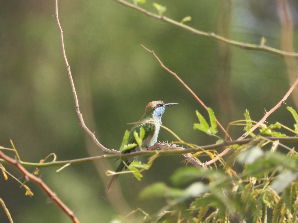 safirbieter - ML646734219