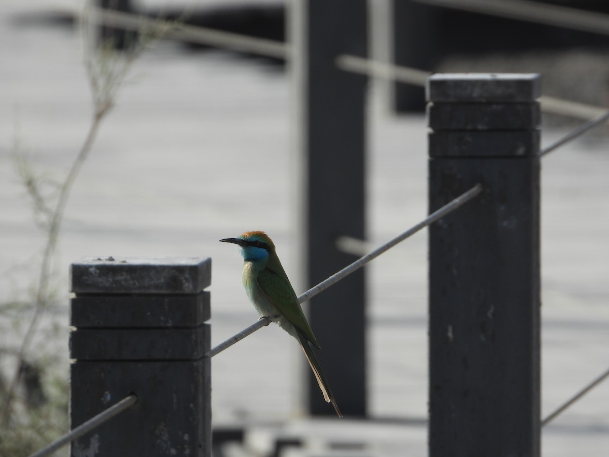 safirbieter - ML646734220