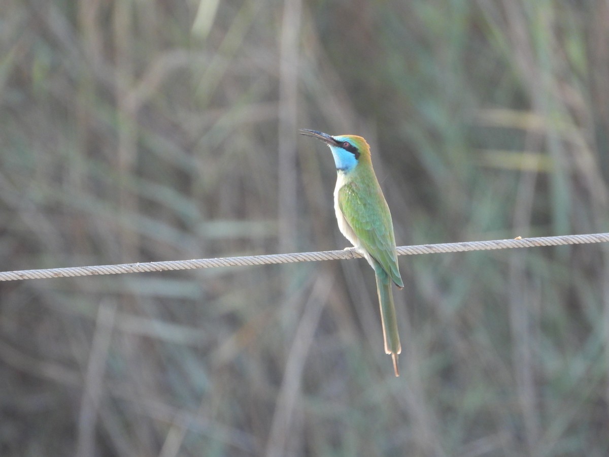 safirbieter - ML646734221