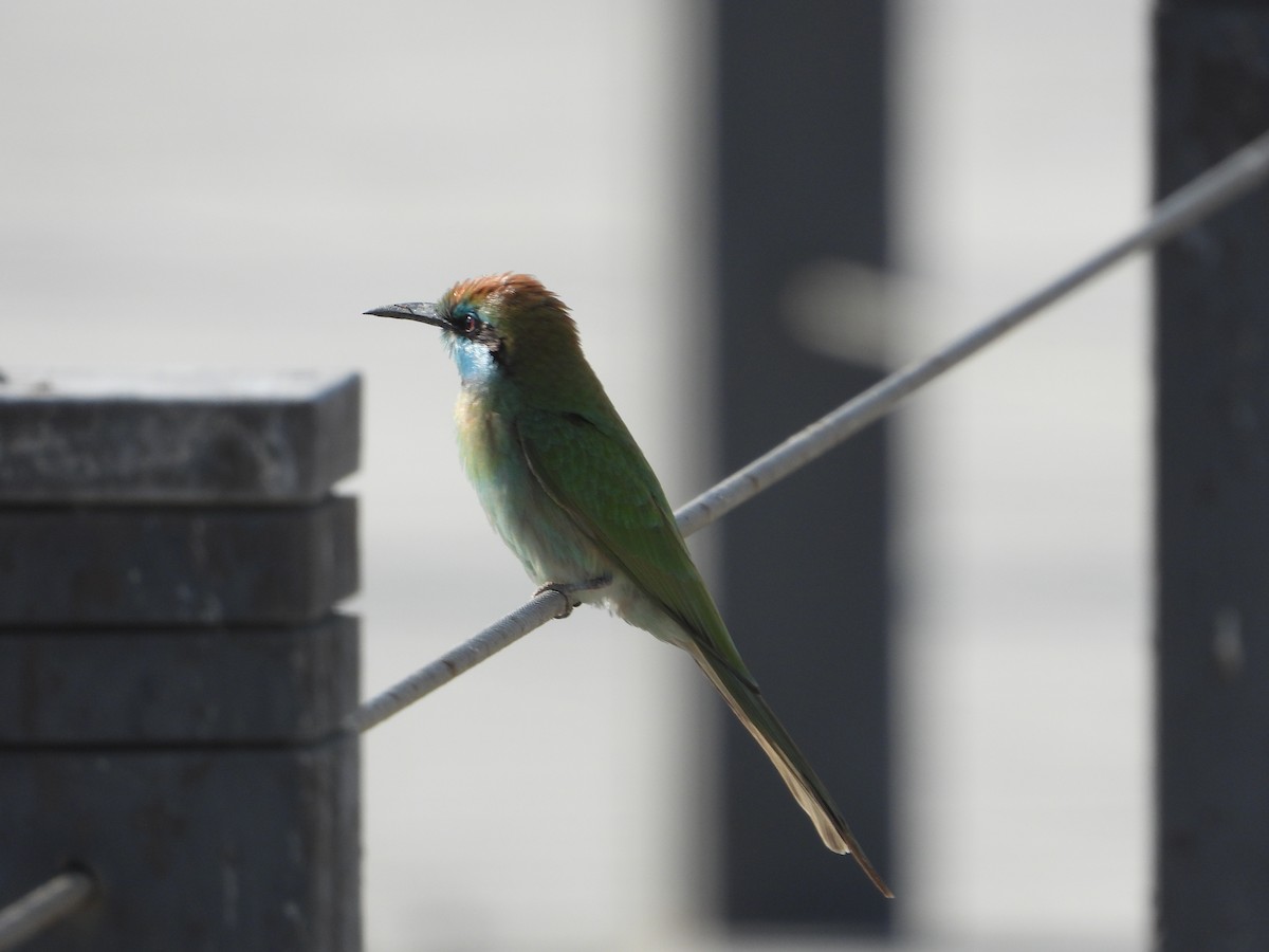 safirbieter - ML646734222