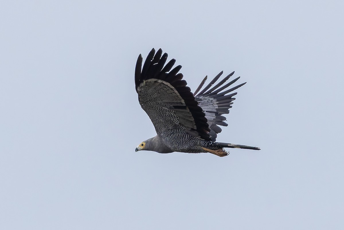 African Harrier-Hawk - ML646734223