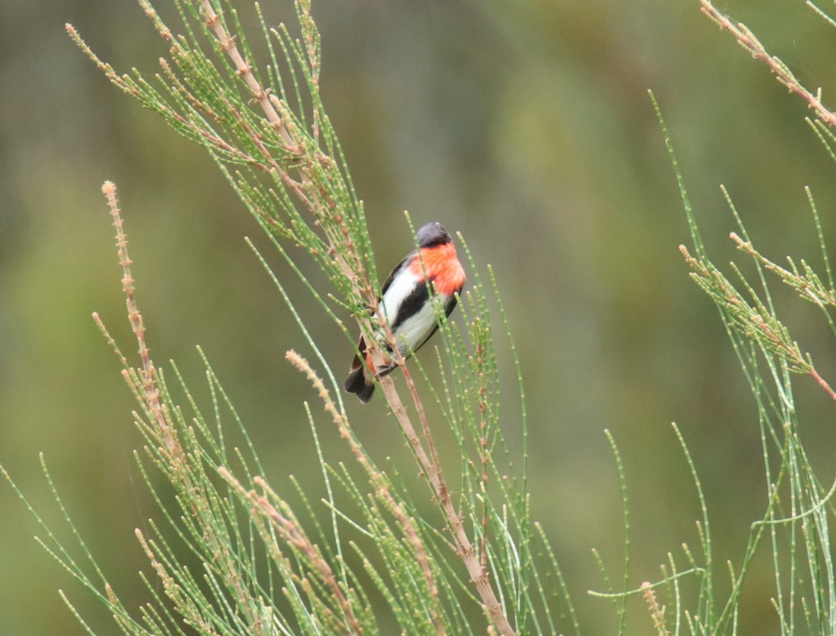 ヤドリギハナドリ - ML646734224