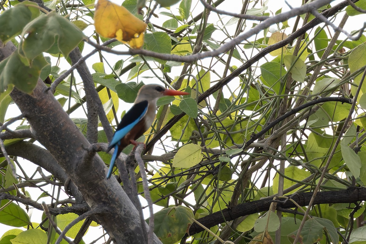 Gray-headed Kingfisher - ML646734226