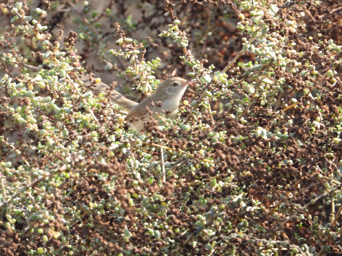 Delicate Prinia - ML646734227