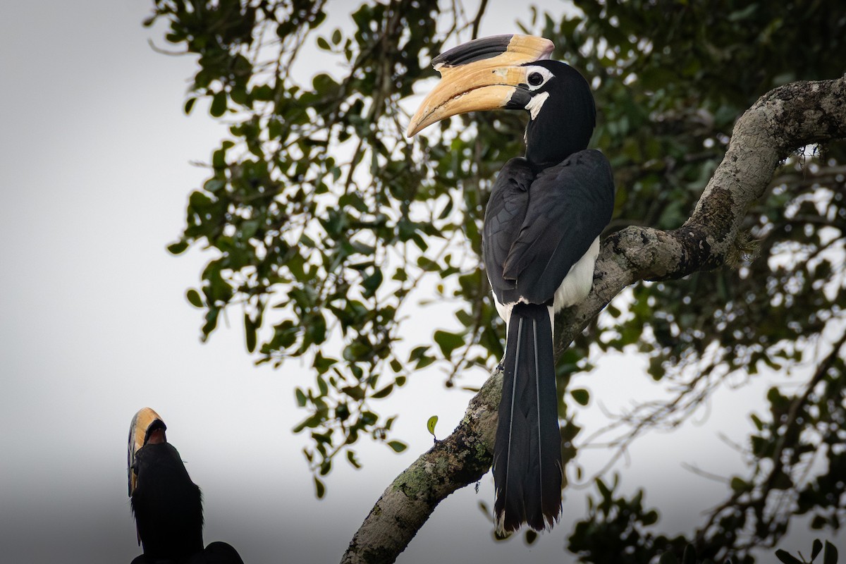 カササギサイチョウ - ML646734229