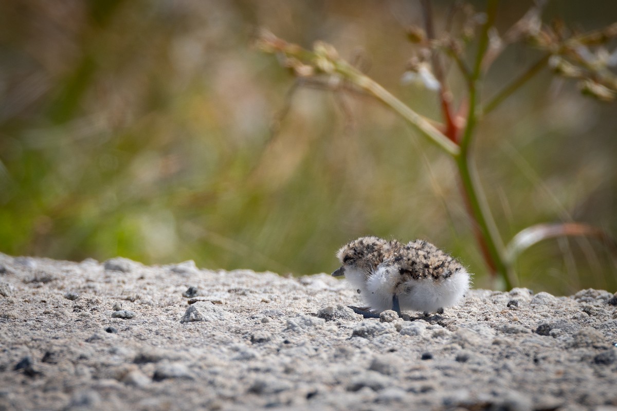 Red-capped Plover - ML646734230
