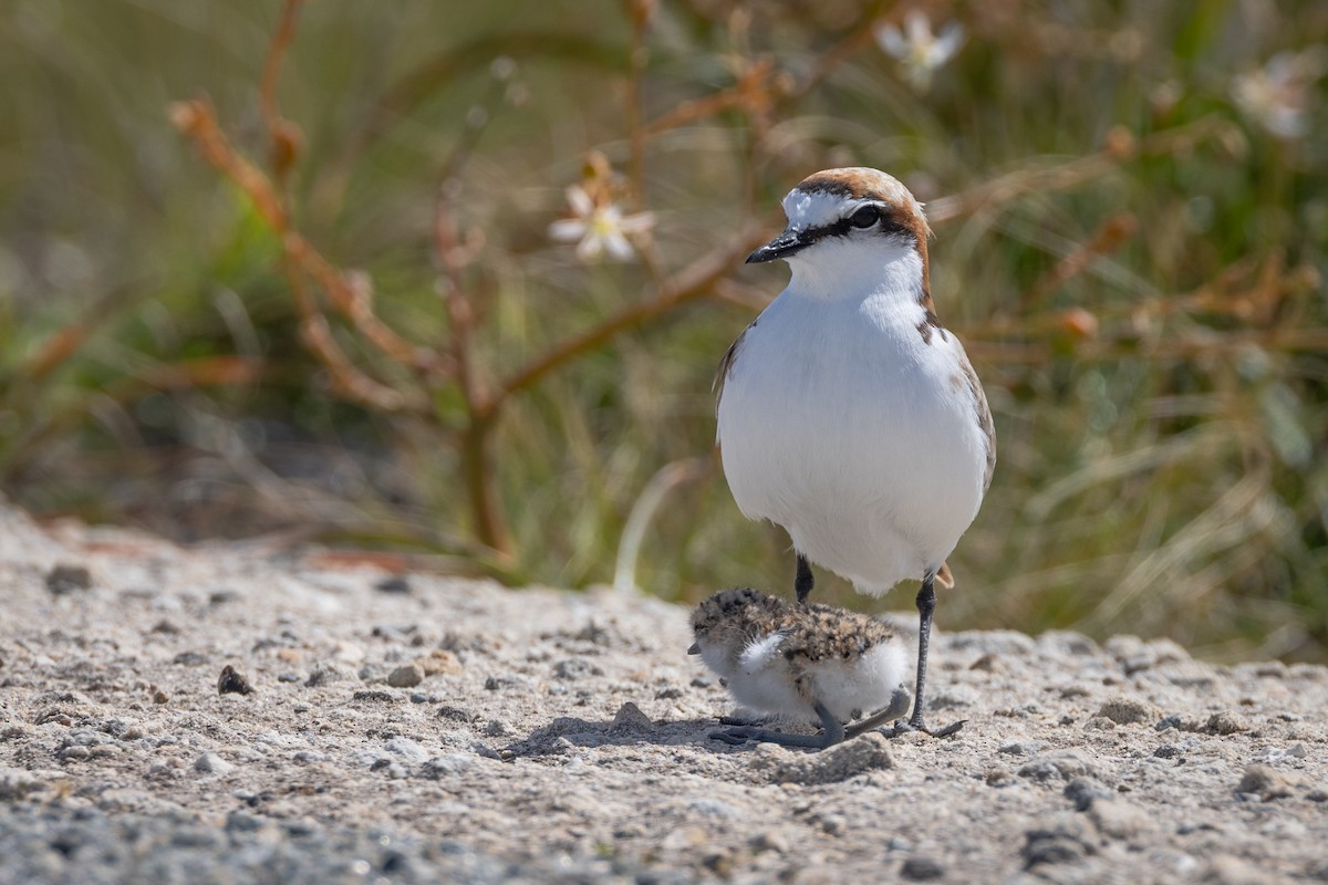 Red-capped Plover - ML646734231