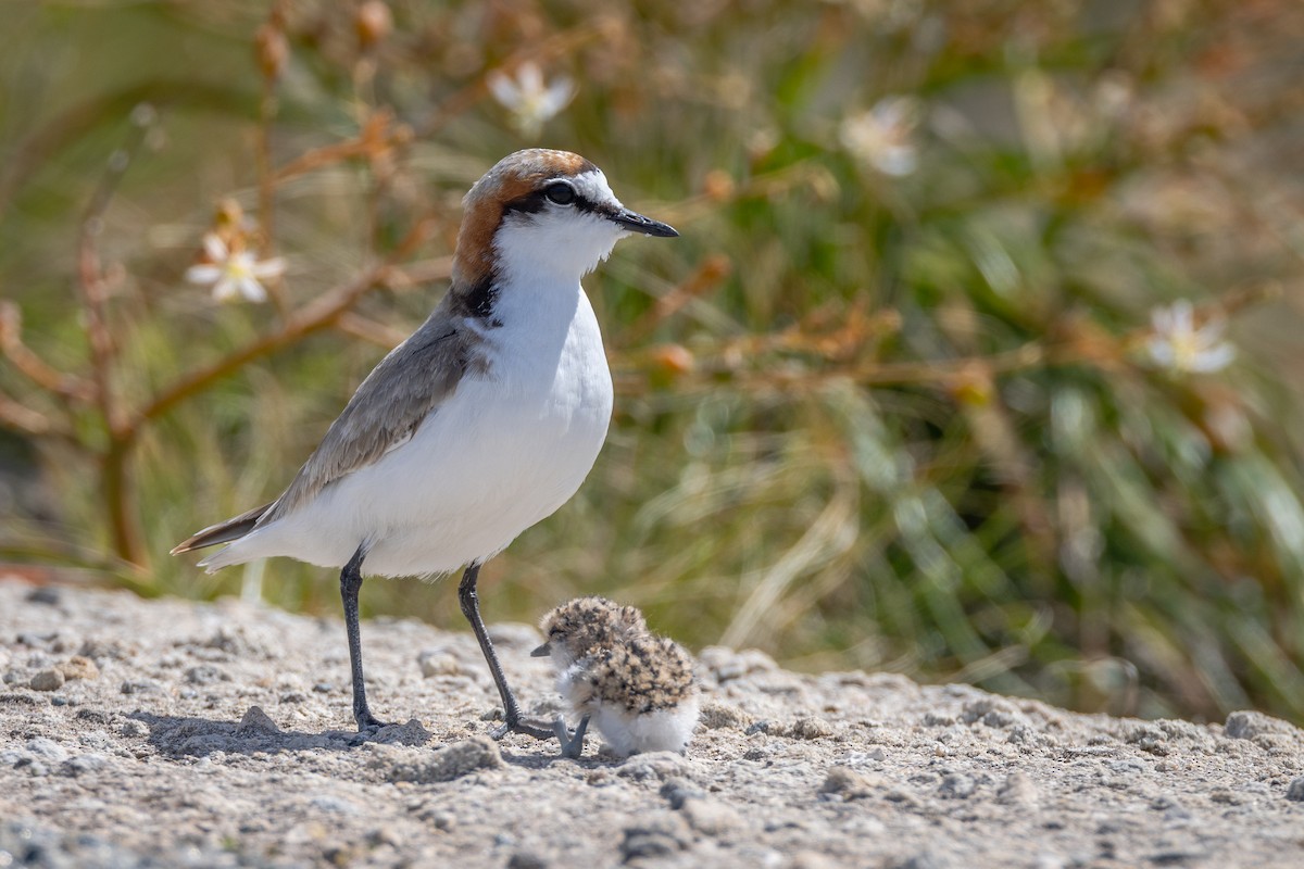 Red-capped Plover - ML646734232