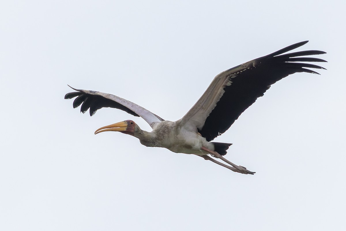 Yellow-billed Stork - ML646734233