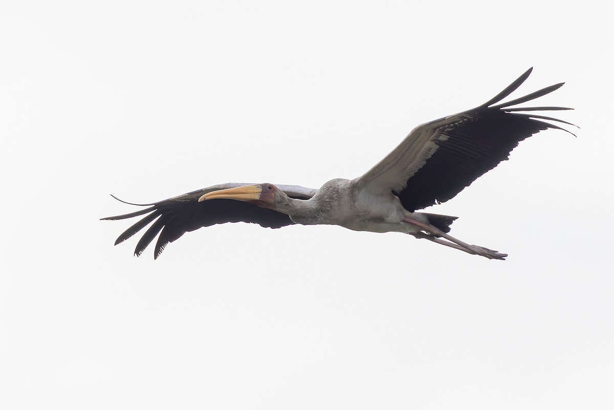 Yellow-billed Stork - ML646734234