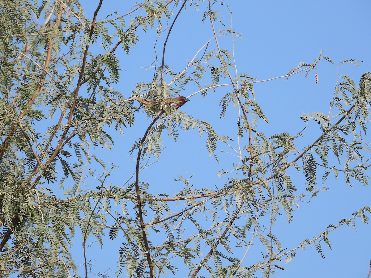 Scaly-breasted Munia - ML646734236