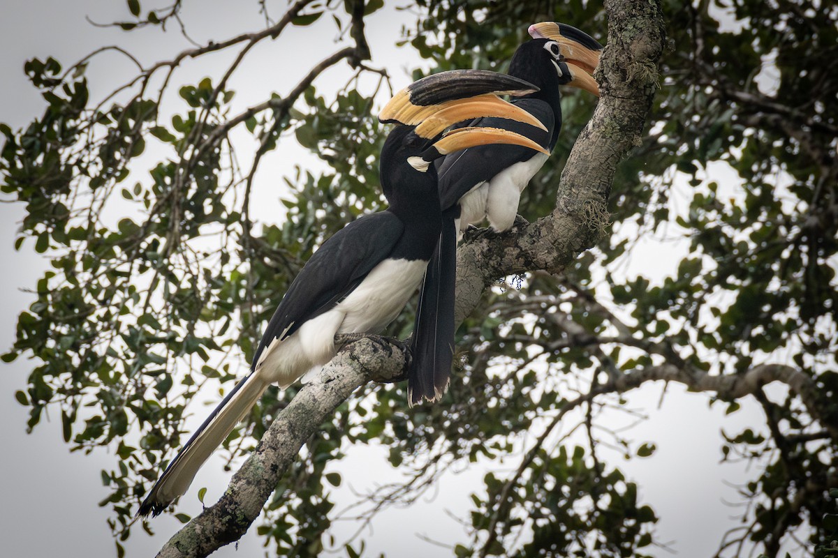 カササギサイチョウ - ML646734238