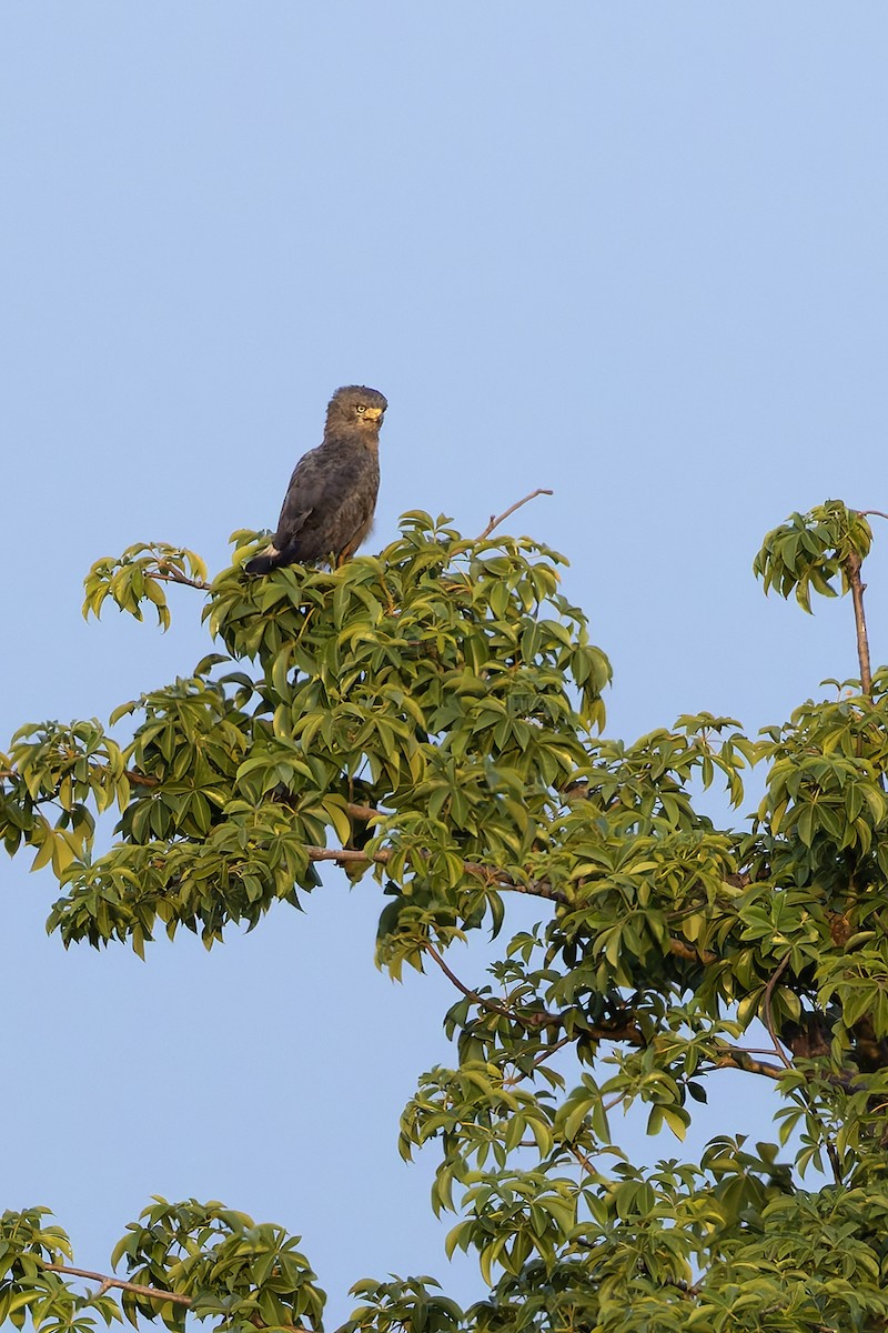 Серогрудый змееяд - ML646734239