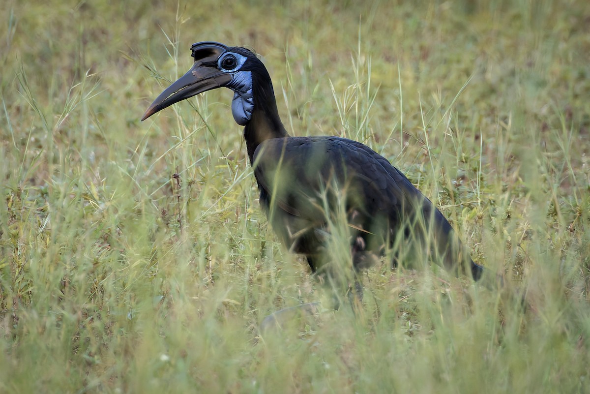 Abyssinian Ground-Hornbill - ML646734241