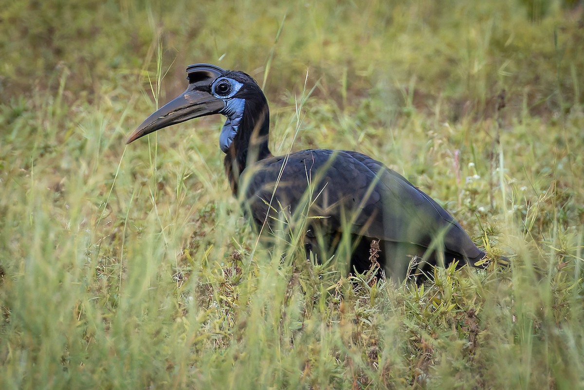 Abyssinian Ground-Hornbill - ML646734242