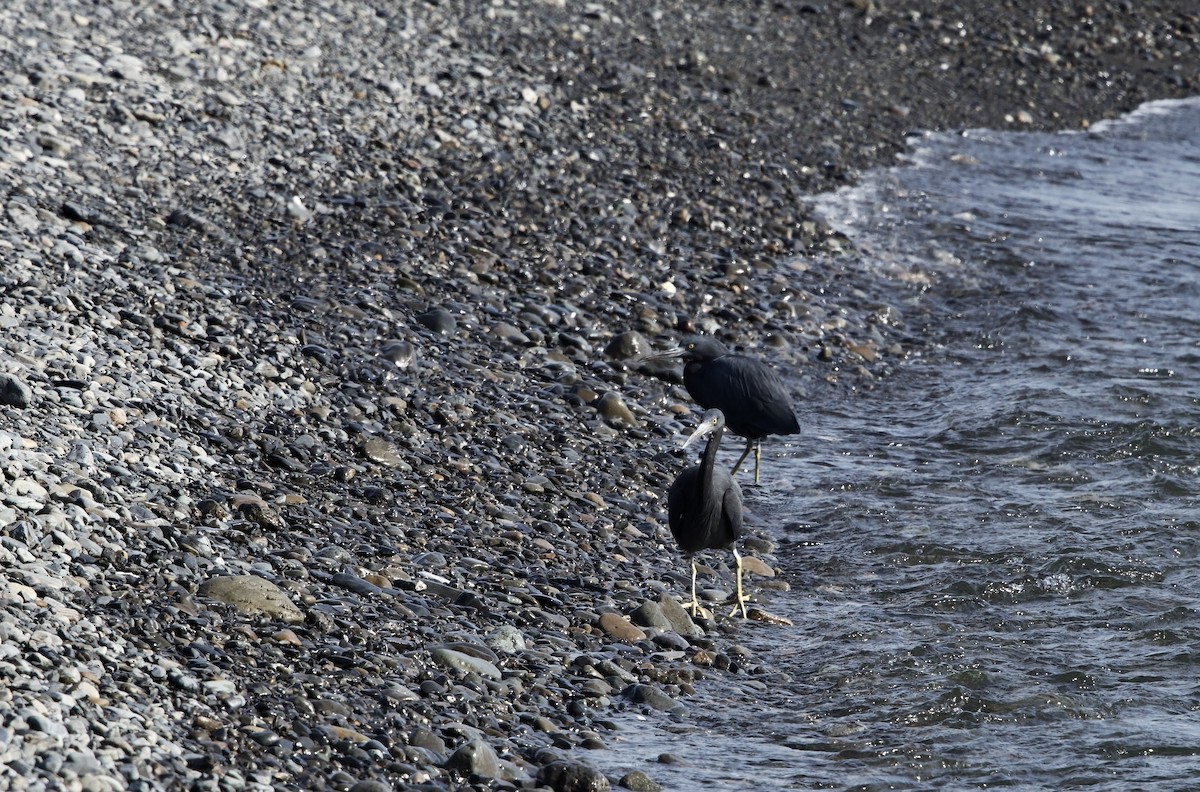 sothegre - ML646734247