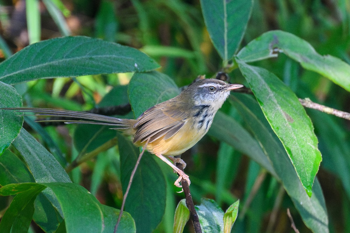 Hill Prinia - ML646734248