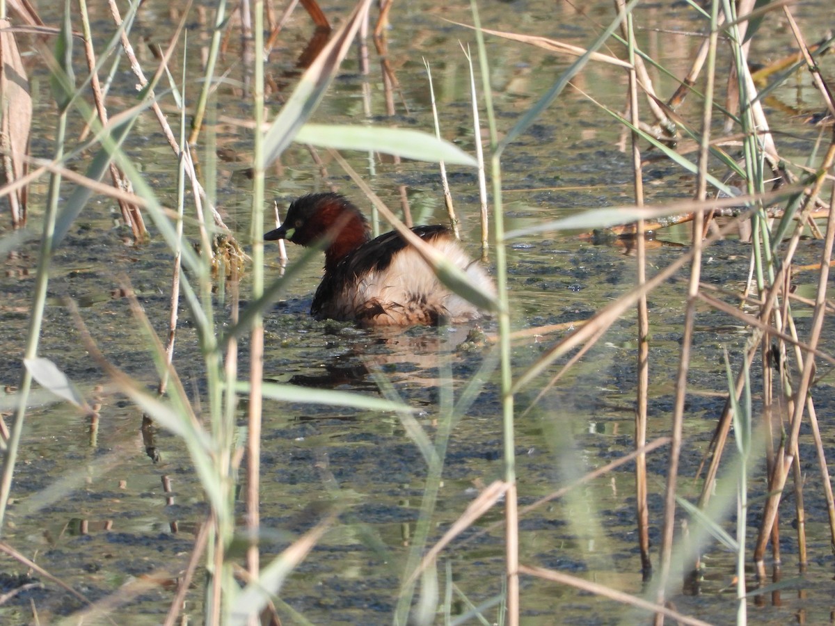 Little Grebe - ML646734249