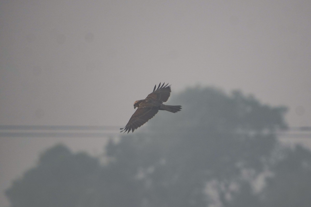 moták východní - ML646734250