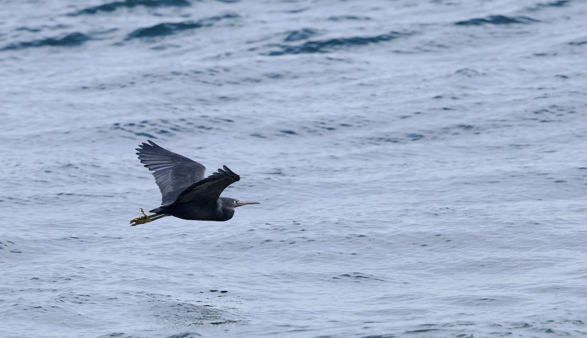 sothegre - ML646734251