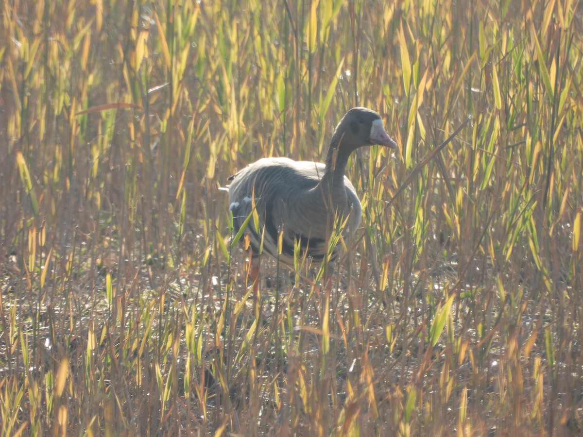 Greater White-fronted Goose - ML646734263