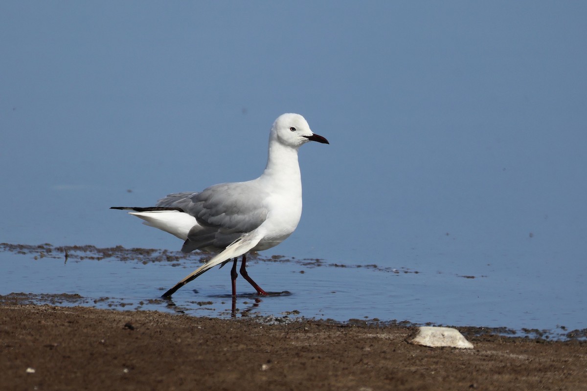 Hartlaub's Gull - ML646734270
