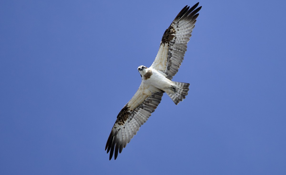 fiskeørn - ML646734271