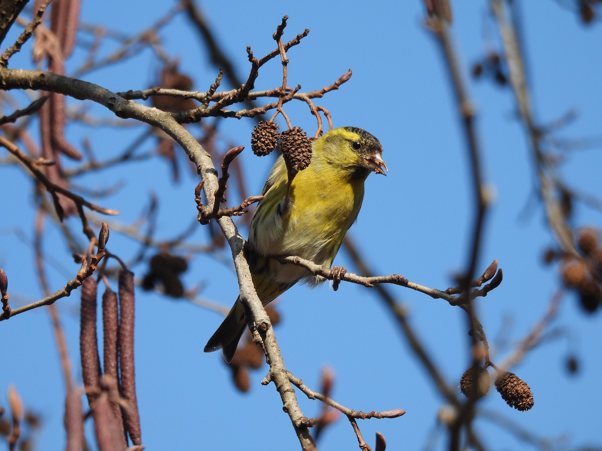 Eurasian Siskin - ML646734272