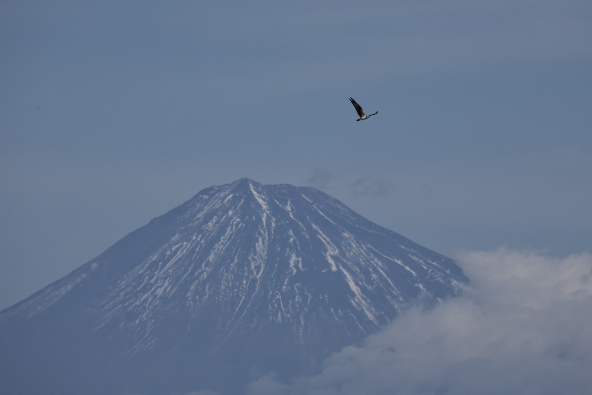 fiskeørn - ML646734273